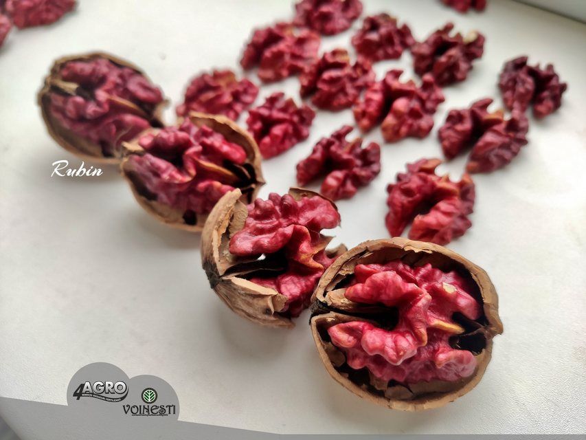 Pomi fructiferi  deosebiți  Nuc cu miezul Roșu soiul Rubin