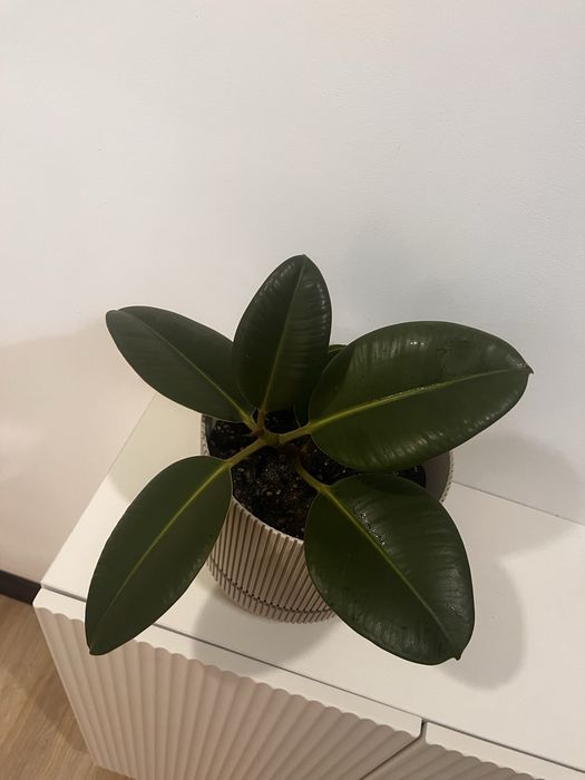 Продам  Фикус   Робуста