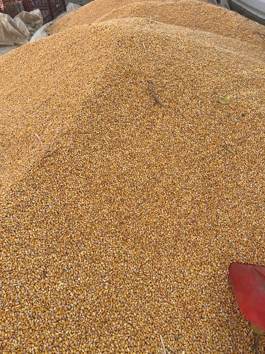 Vand porumb recolta 2025 DKC