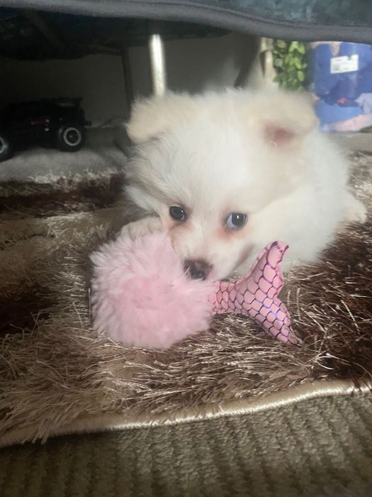 Померан на 2 месеца с първа ваксина и паспорт