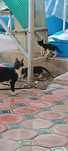 Отдам кошку с котятами