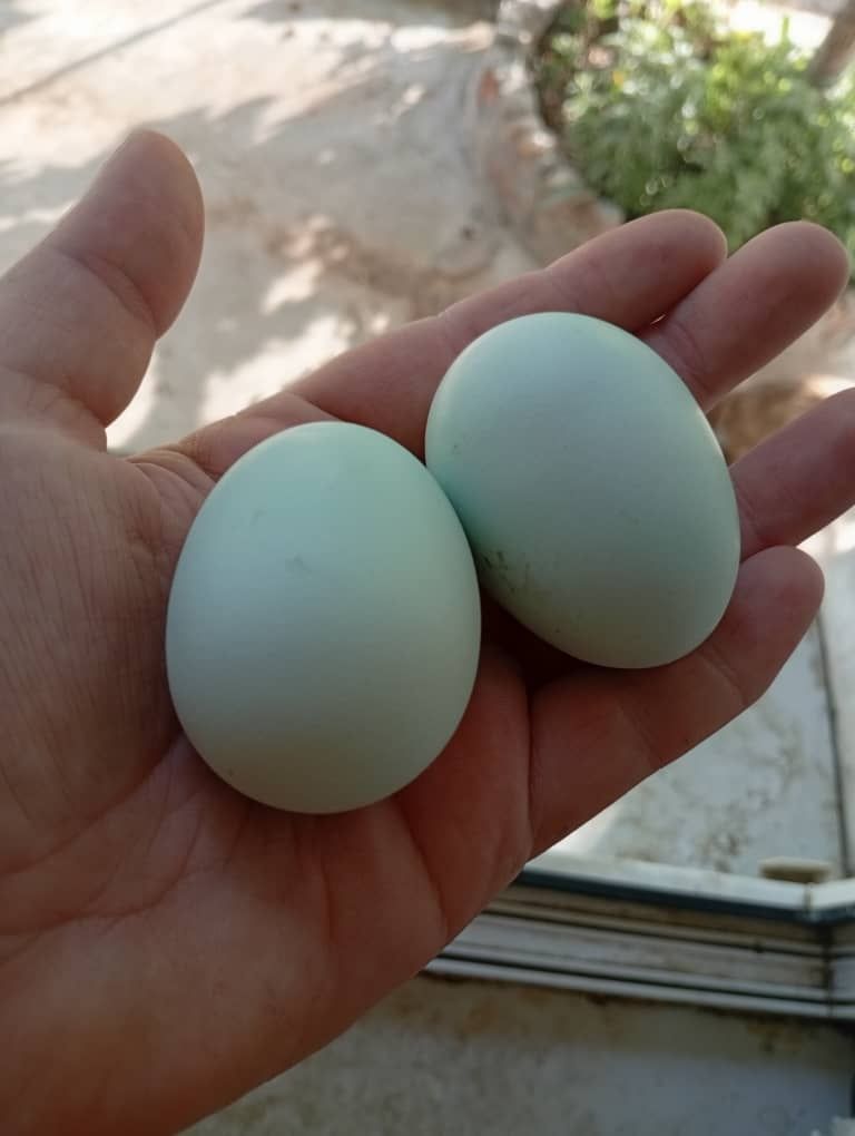 Продам питух и курица АМЕРАУКАНА.
