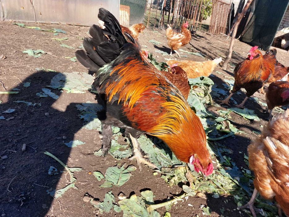 Петли млади 7 месеца