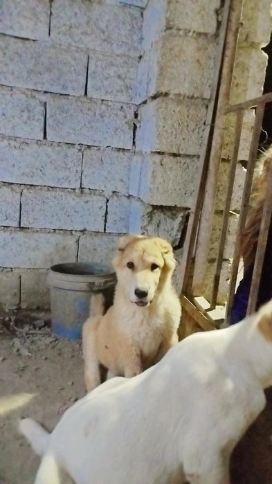 Urĝochi alabaychalar sotiladi ikki oylikdan utdi