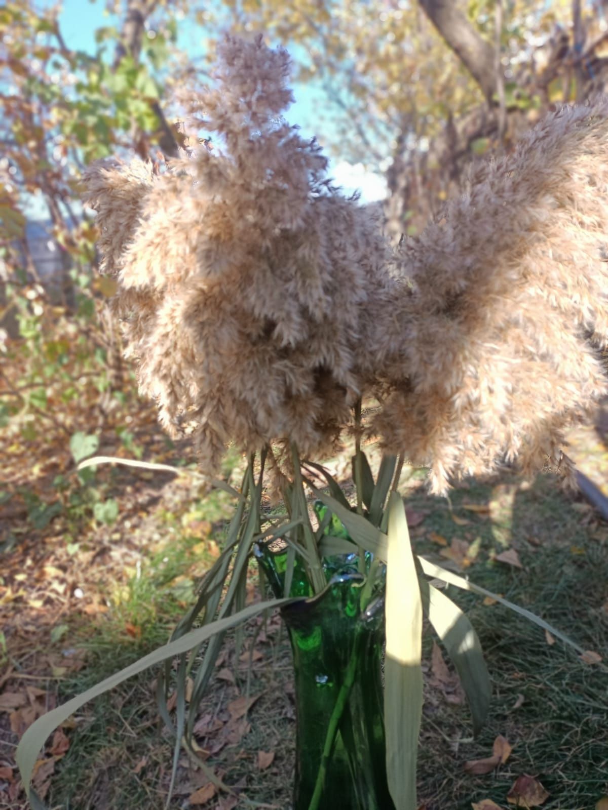 Stuf (Pampas) natural!