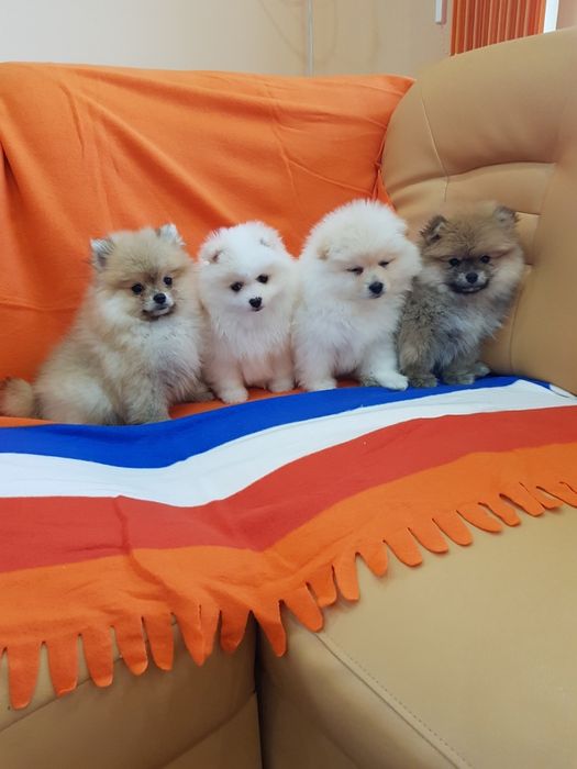 Померан померани Гр. София