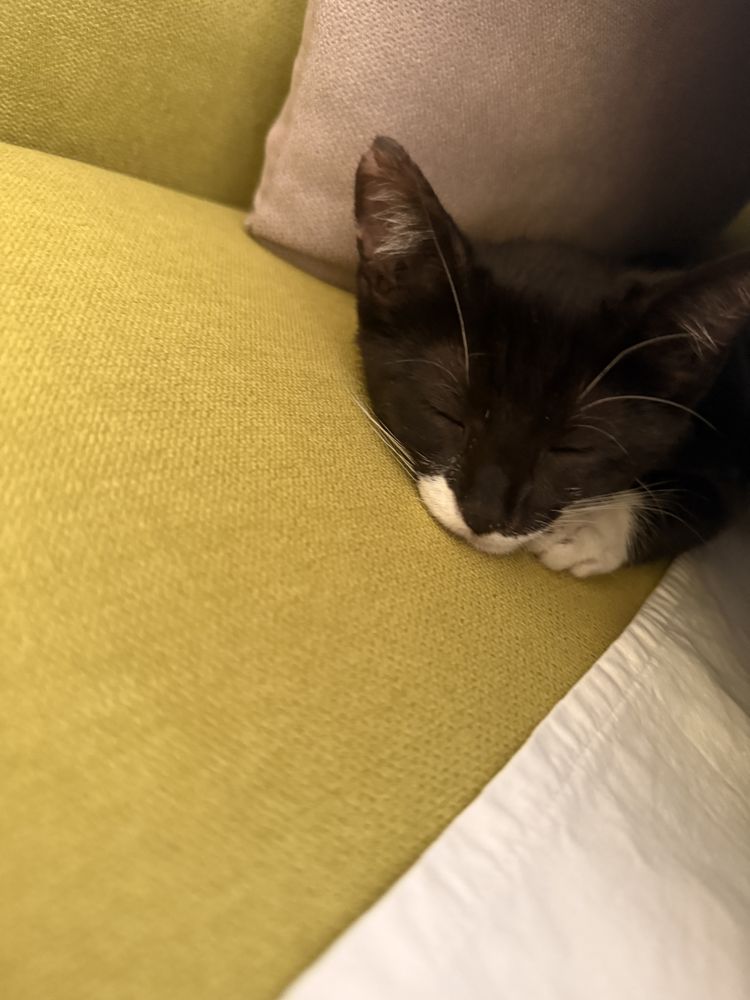 Подарявам Котка коте
