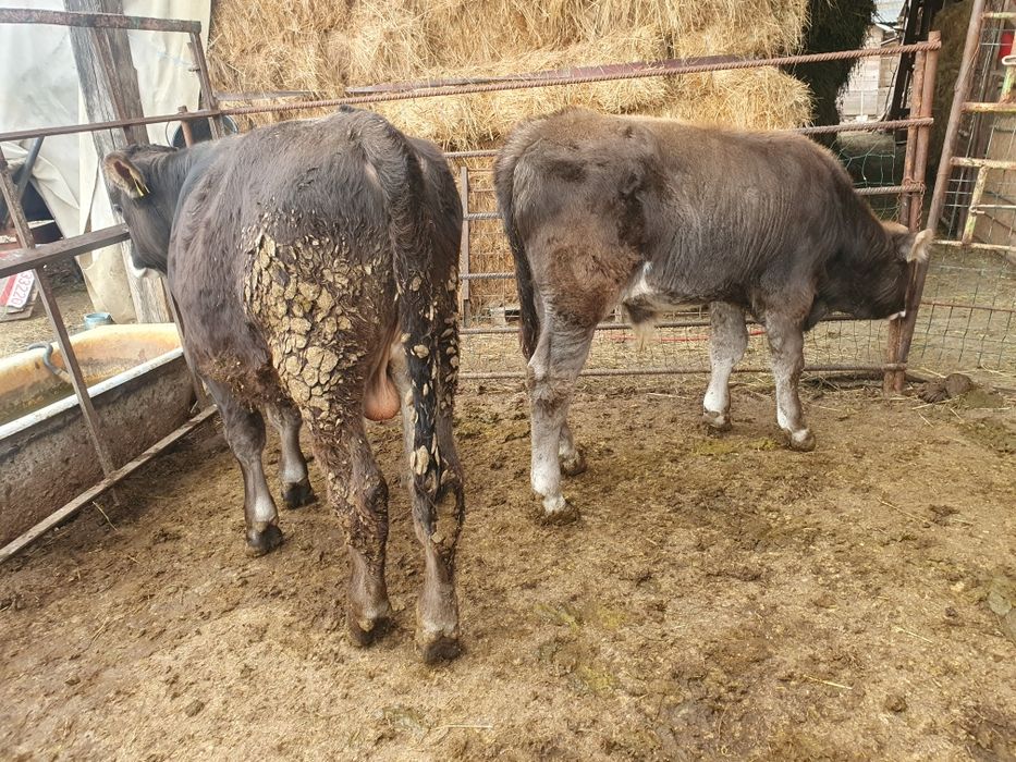 Vand 2 taurasi bruni