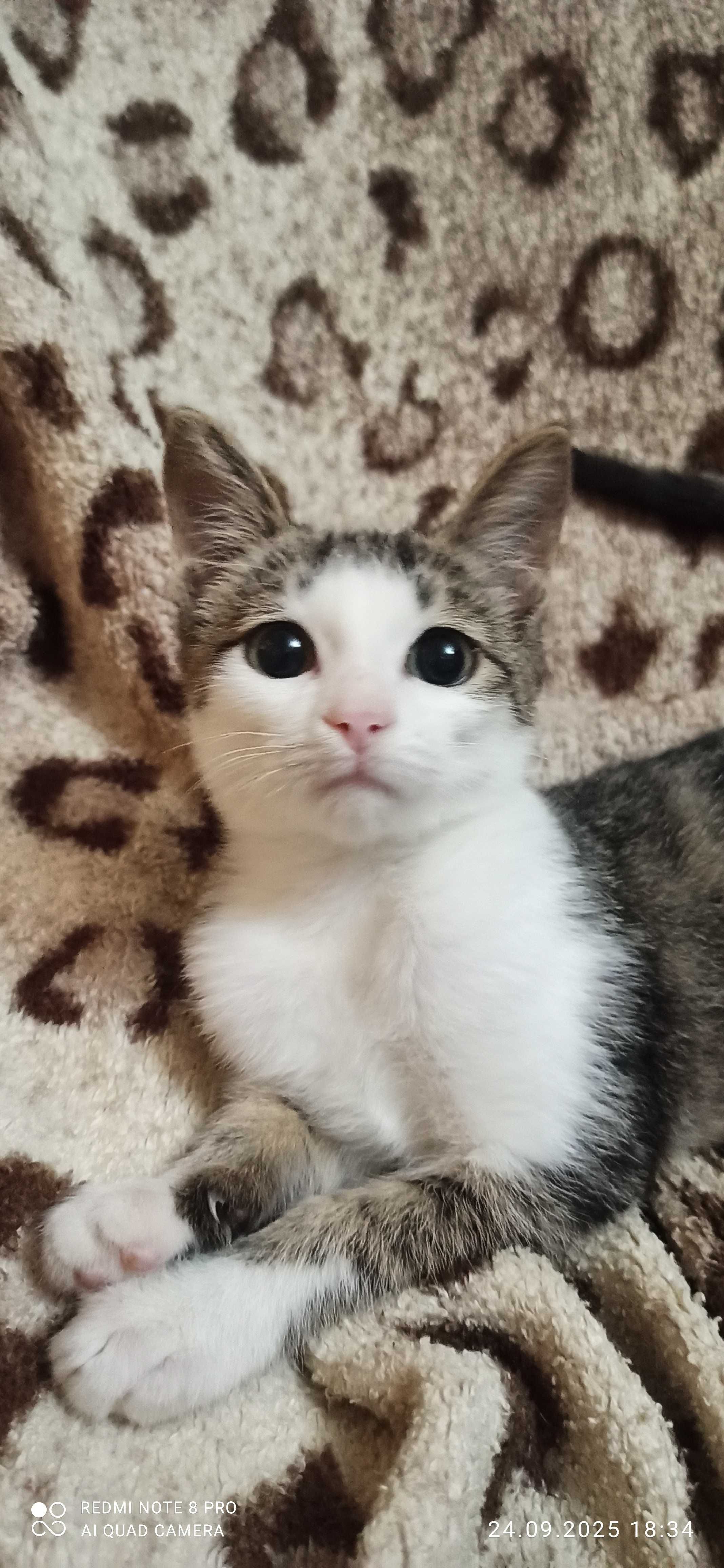 Котенок 3 месяца ищет дом и заботливые руки.