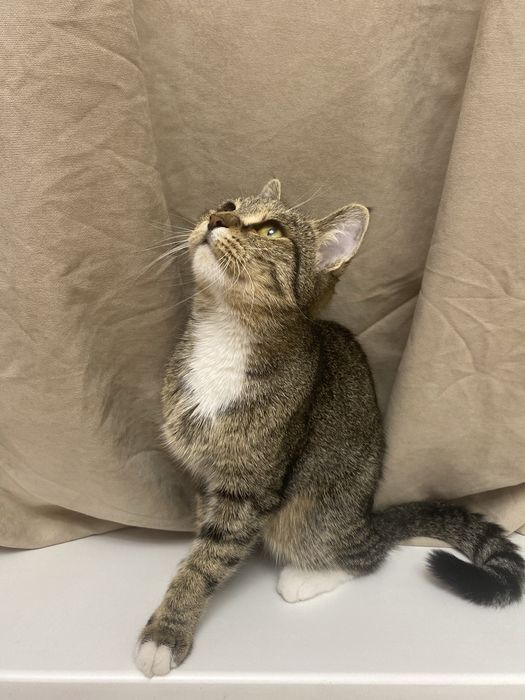 Девочка, срочно котенок ищет дом!