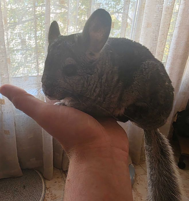 Подарява се чинчила