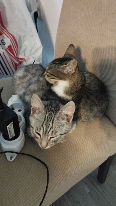 Donez 2 pisoi frumosi, sanatosi jucausi, rasa comuna