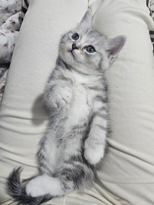 Мушук боласи жуда чиройли корсангз аник йокиб колвди расмдаги хакикий