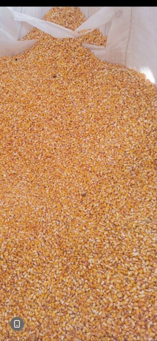 Vand porumb boabe ‼️