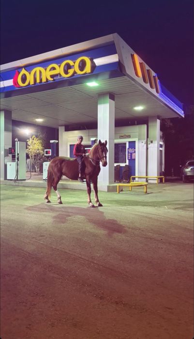 Лошадь англо тяж