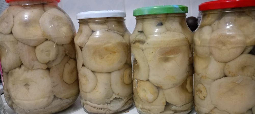 Продам соленые грибы грузди.