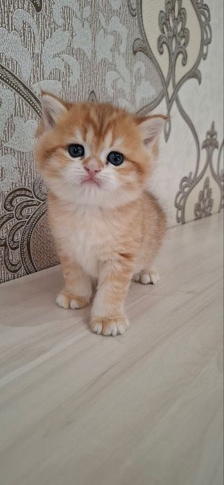 Британские котята шиншиллы
