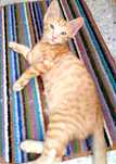Motanel spre adoptie