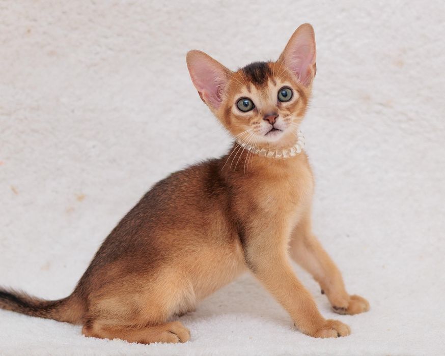 Абиссинские котята чистокровные с документами