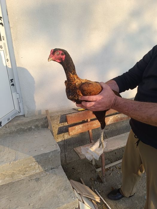 Даканг товук сотилади