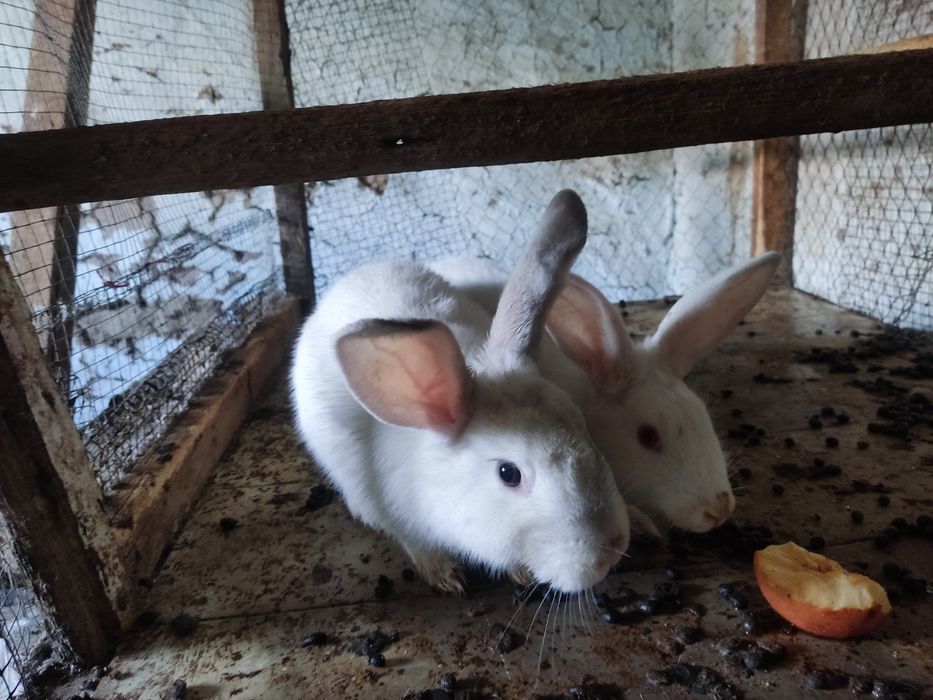 Quyon sotiladi 2ta oq