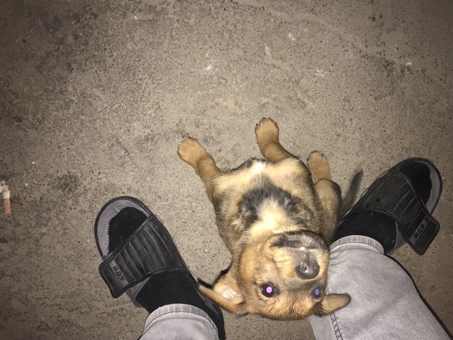 Спешно! Малко  кученце си търси дом!