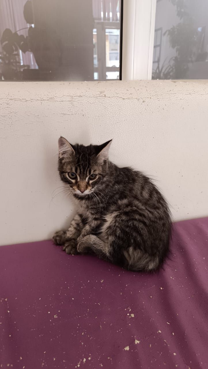 Отдается котенок в добрые руки
