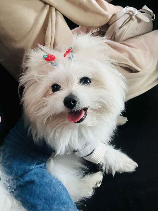 Шпиц собака продается