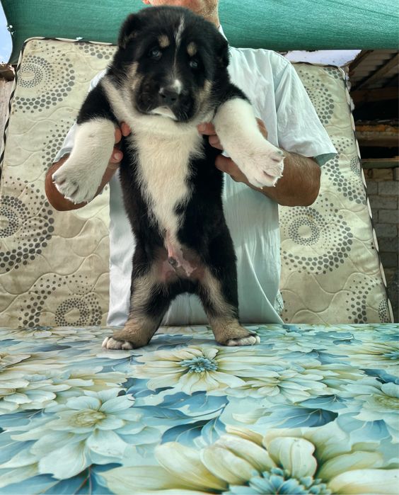 Щенок алабая ( Супер Гигант )