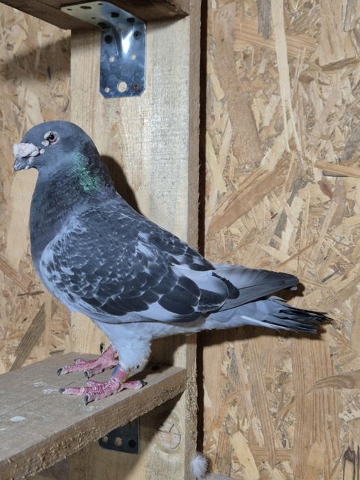 Spre vanzare porumbei