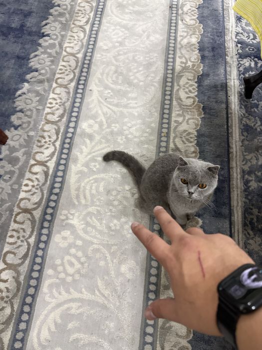 Британская кошка