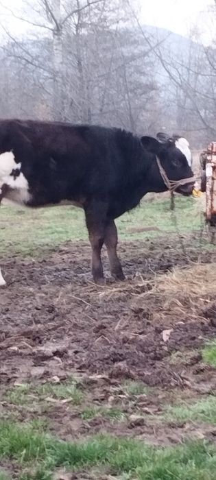 Vând vițea din montă artificiala.