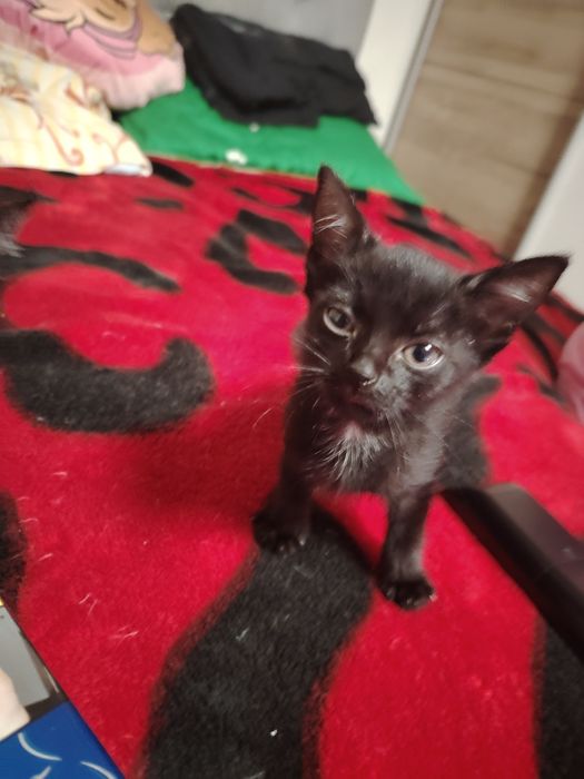 Dau spre adopție 5 pisicuți și un pui de 1 an