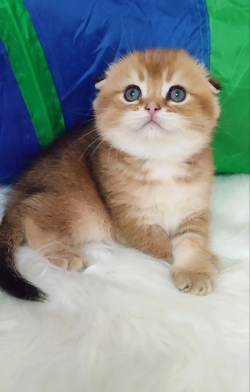 Скоттиш фолд  девочка золотая шиншилла