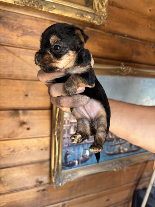 Йоркширски териери