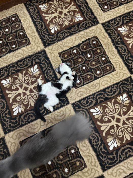 Отдам котёнка в добрые руки!