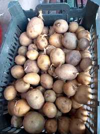 Картошка семенная сорт (павлодарский)