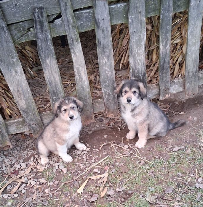 Căței de talie mare