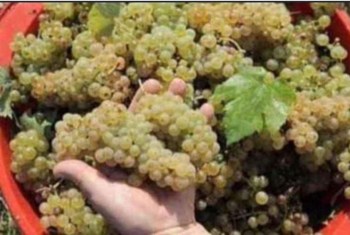 Struguri de vin preț producator .