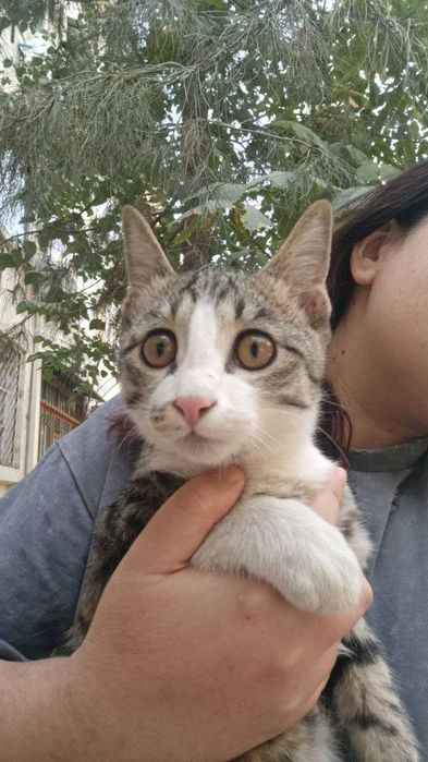 Котёнок в добрые руки