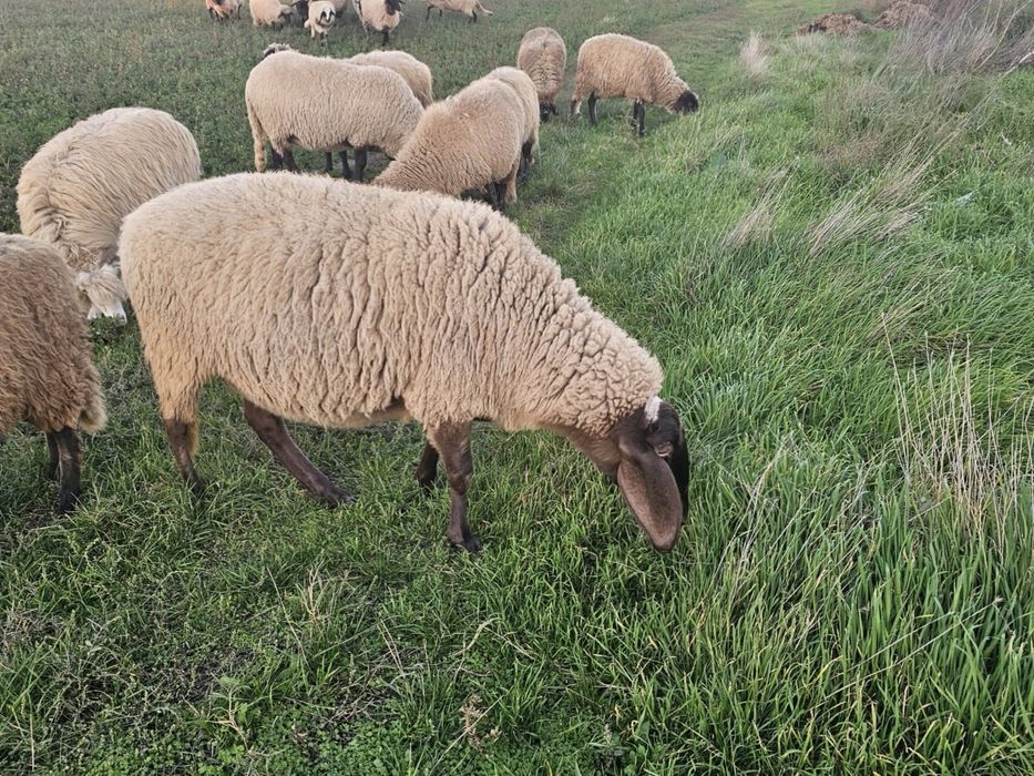 Oi Carabase de Teleorman