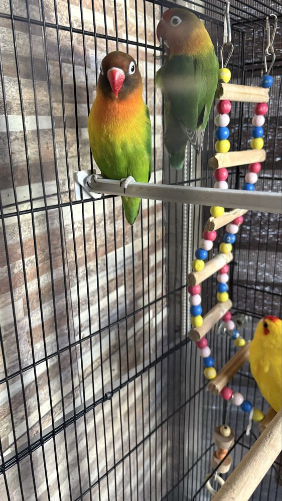 Cusca papagali si 2 bucati agapornis ( papagali)