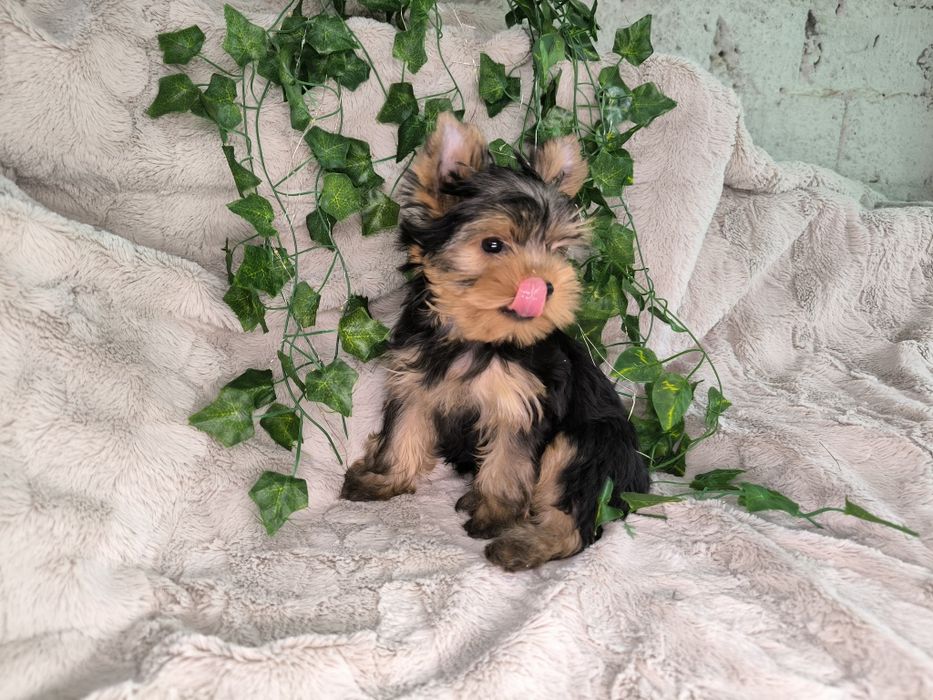 Vand baietel Yorkshire terrier mini