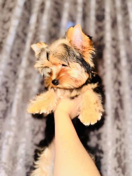 Щенок Йорширского терьера