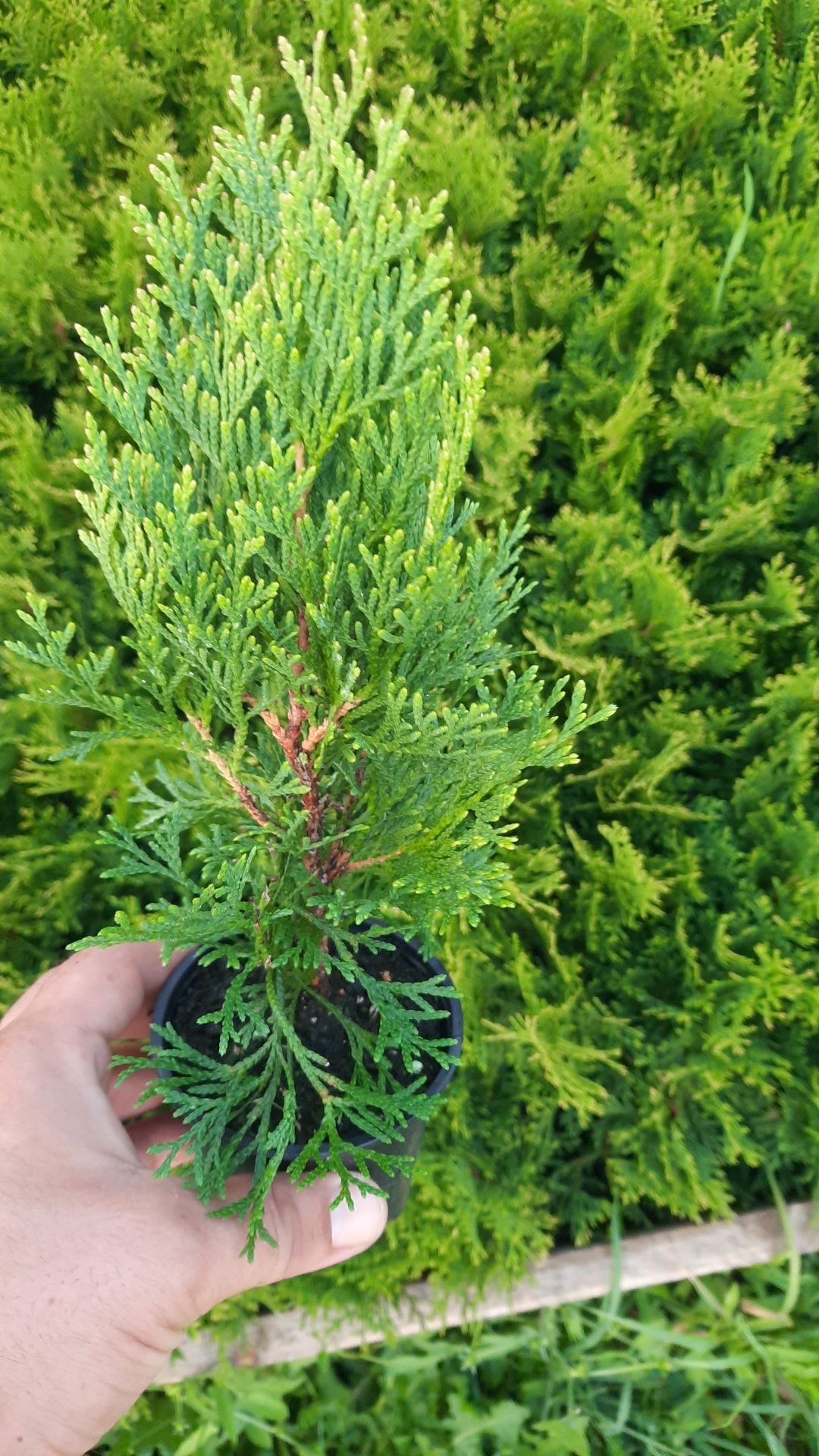 Plante ornamentale pomi fructiferi si arbusti fructiferi!