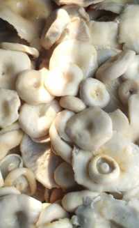Продам грибы белый, соленый,червивые.