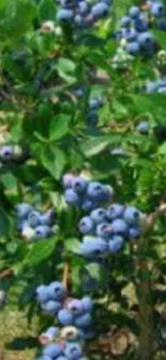 Продам саженцы голубики,брусники,клюквы
