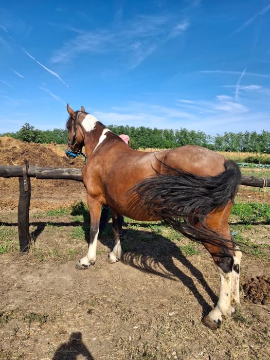 Vand iapa pinto gestanta