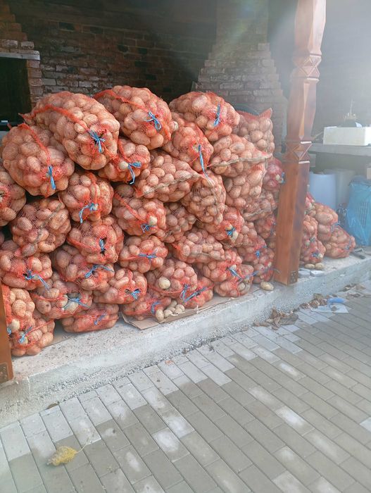 Cartofi de consum