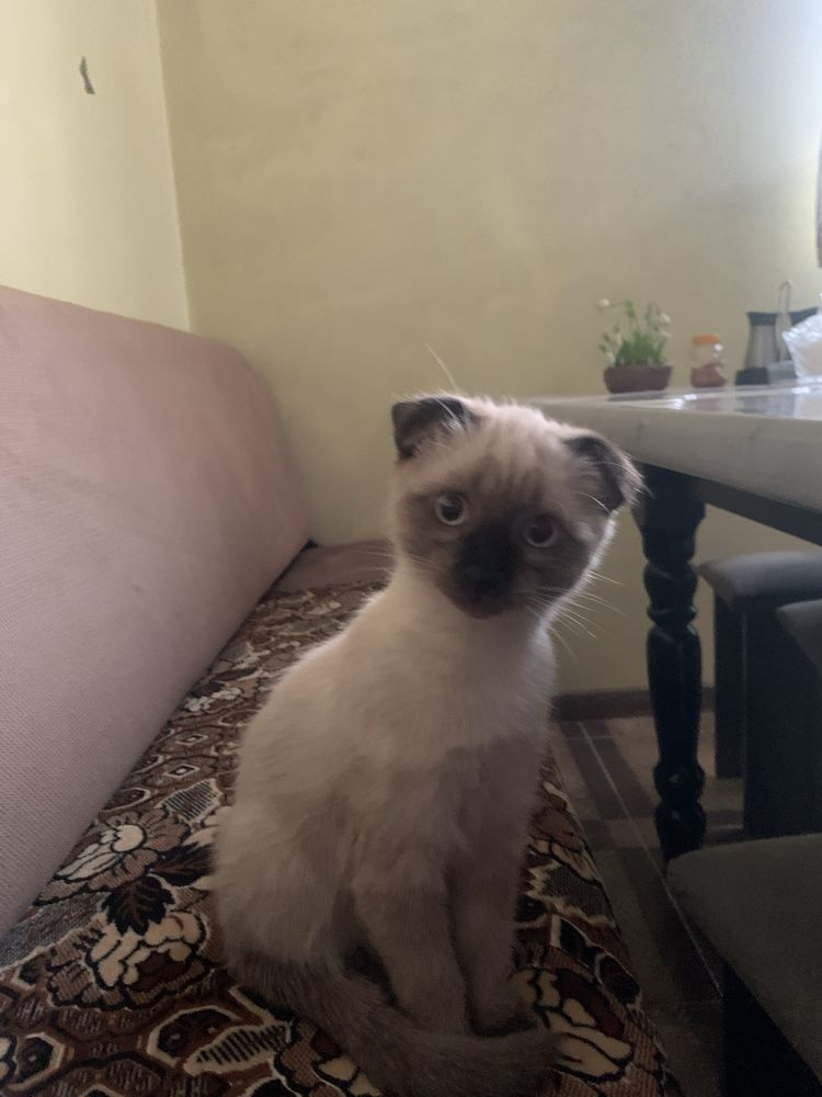 Котик шатландский вислохуий + сиамец
